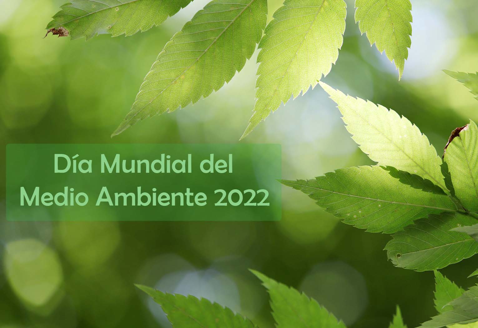 Día Mundial del Medio Ambiente 2022 Imagenes, Frases, Tarjetas y Mensajes
