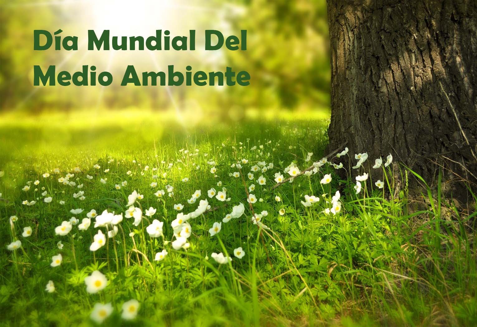 imagen del día mundial del medio ambiente 2024