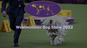 Westminister Dog Show 2022
