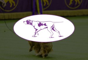 Westminster Kennel Club Dog Show 2022