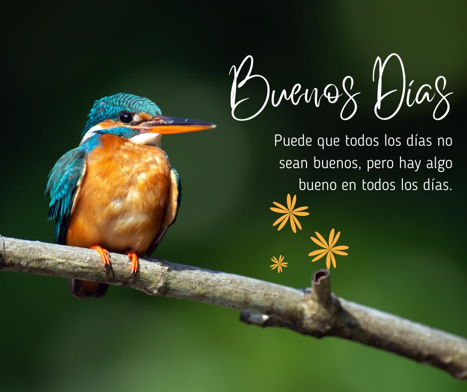  Hermosa Buenos Días Imágenes, Frases, Mensajes y Tarjetas