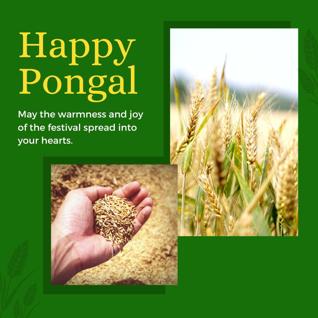 Pongal Wishes Image 2023