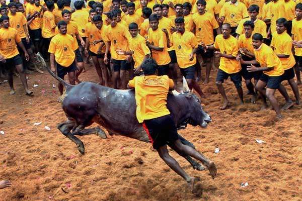 Jallikattu Festival 2024
